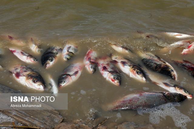 تناقض گویی درباره علت مرگ ماهیان رودخانه فریدونکنار