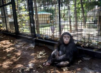 جنجال بر سر سرنوشت شامپانزه 3 ساله باغ وحش ارم