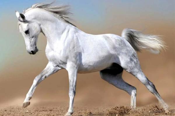 موزه اسب در خراسان شمالی ایجاد می شود