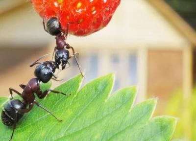 دوستی عجیب 60 میلیون ساله؛ نقش گیاهان گل دار در تکامل مورچه ها